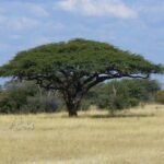 – Umbrella Thorn Acacia – Umbrella Thorn – Umbrella Acacia – Israeli Babool – Acacia tortilisمن أسمائها المتداولة: السنط الملتوي – السنط العربي – السنط المظلي – الأكاسيا الملتوية – شجرة المظلة