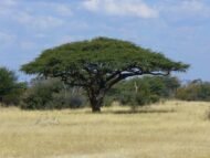 – Umbrella Thorn Acacia – Umbrella Thorn – Umbrella Acacia – Israeli Babool – Acacia tortilisمن أسمائها المتداولة: السنط الملتوي – السنط العربي – السنط المظلي – الأكاسيا الملتوية – شجرة المظلة