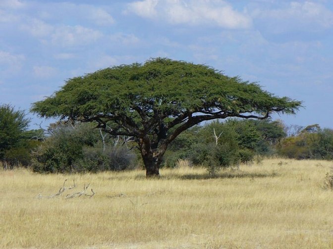 – Umbrella Thorn Acacia – Umbrella Thorn – Umbrella Acacia – Israeli Babool – Acacia tortilisمن أسمائها المتداولة: السنط الملتوي – السنط العربي – السنط المظلي – الأكاسيا الملتوية – شجرة المظلة