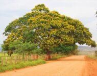 – African Wisteria Tree – Weeping Wattle – African Fever Treeمن أسمائها المتداولة: بيلتوفوروم أفريقي – شجرة الوستيريا الأفريقية