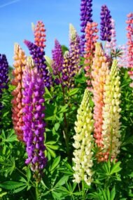 من أسمائها المتداولة: ترمس الزهور – الترمس الزهري – لوبين – Lupine – Lupin – Garden Lupin – Russell Lupin، حسب النوع والصنف