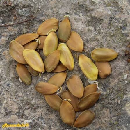 – African Wisteria Tree – Weeping Wattle – African Fever Treeمن أسمائها المتداولة: بيلتوفوروم أفريقي – شجرة الوستيريا الأفريقية