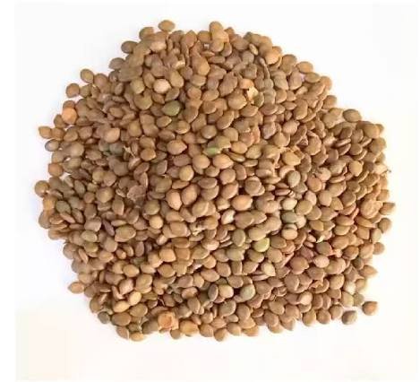 – Umbrella Thorn Acacia – Umbrella Thorn – Umbrella Acacia – Israeli Babool – Acacia tortilisمن أسمائها المتداولة: السنط الملتوي – السنط العربي – السنط المظلي – الأكاسيا الملتوية – شجرة المظلة