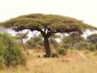 – Umbrella Thorn Acacia – Umbrella Thorn – Umbrella Acacia – Israeli Babool – Acacia tortilisمن أسمائها المتداولة: السنط الملتوي – السنط العربي – السنط المظلي – الأكاسيا الملتوية – شجرة المظلة