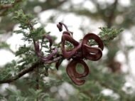– Umbrella Thorn Acacia – Umbrella Thorn – Umbrella Acacia – Israeli Babool – Acacia tortilisمن أسمائها المتداولة: السنط الملتوي – السنط العربي – السنط المظلي – الأكاسيا الملتوية – شجرة المظلة