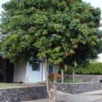 – Australian Tulipwood – Tulipwood Tree – Native Tulipwoodمن أسمائها المتداولة: هاربوليا – توليب أسترالي
