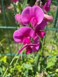 من أسمائها المتداولة: بسلة الزهور – البازلاء العطرية – بسلة الزينة – بسلة عطرية – Sweet Pea – Sweet Pea Flower – Garden Sweet Pea