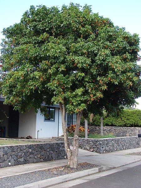 – Australian Tulipwood – Tulipwood Tree – Native Tulipwoodمن أسمائها المتداولة: هاربوليا – توليب أسترالي