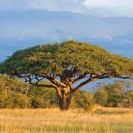 – Gum Arabic Tree – Gum Acacia – Senegal Acacia – Hashab – Acacia senegalمن أسمائها المتداولة: الصمغ العربي – السنط السنغالي – السنط السوداني – شجرة الصمغ العربي – السنط الهشاب – هشاب