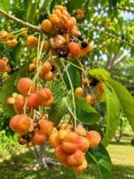 – Australian Tulipwood – Tulipwood Tree – Native Tulipwoodمن أسمائها المتداولة: هاربوليا – توليب أسترالي