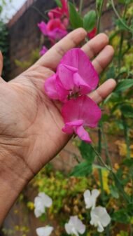 من أسمائها المتداولة: بسلة الزهور – البازلاء العطرية – بسلة الزينة – بسلة عطرية – Sweet Pea – Sweet Pea Flower – Garden Sweet Pea