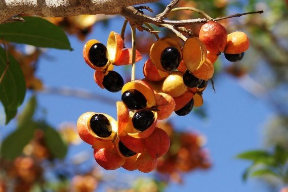 – Australian Tulipwood – Tulipwood Tree – Native Tulipwoodمن أسمائها المتداولة: هاربوليا – توليب أسترالي