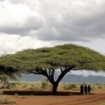 – Gum Arabic Tree – Gum Acacia – Senegal Acacia – Hashab – Acacia senegalمن أسمائها المتداولة: الصمغ العربي – السنط السنغالي – السنط السوداني – شجرة الصمغ العربي – السنط الهشاب – هشاب