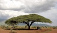– Gum Arabic Tree – Gum Acacia – Senegal Acacia – Hashab – Acacia senegalمن أسمائها المتداولة: الصمغ العربي – السنط السنغالي – السنط السوداني – شجرة الصمغ العربي – السنط الهشاب – هشاب