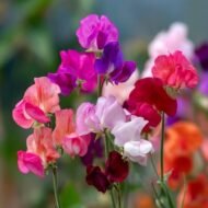 من أسمائها المتداولة: بسلة الزهور – البازلاء العطرية – بسلة الزينة – بسلة عطرية – Sweet Pea – Sweet Pea Flower – Garden Sweet Pea