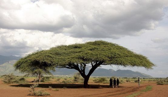 – Gum Arabic Tree – Gum Acacia – Senegal Acacia – Hashab – Acacia senegalمن أسمائها المتداولة: الصمغ العربي – السنط السنغالي – السنط السوداني – شجرة الصمغ العربي – السنط الهشاب – هشاب