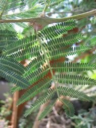 – Gum Arabic Tree – Gum Acacia – Senegal Acacia – Hashab – Acacia senegalمن أسمائها المتداولة: الصمغ العربي – السنط السنغالي – السنط السوداني – شجرة الصمغ العربي – السنط الهشاب – هشاب