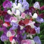 من أسمائها المتداولة: بسلة الزهور – البازلاء العطرية – بسلة الزينة – بسلة عطرية – Sweet Pea – Sweet Pea Flower – Garden Sweet Pea