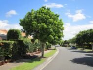 – Australian Tulipwood – Tulipwood Tree – Native Tulipwoodمن أسمائها المتداولة: هاربوليا – توليب أسترالي