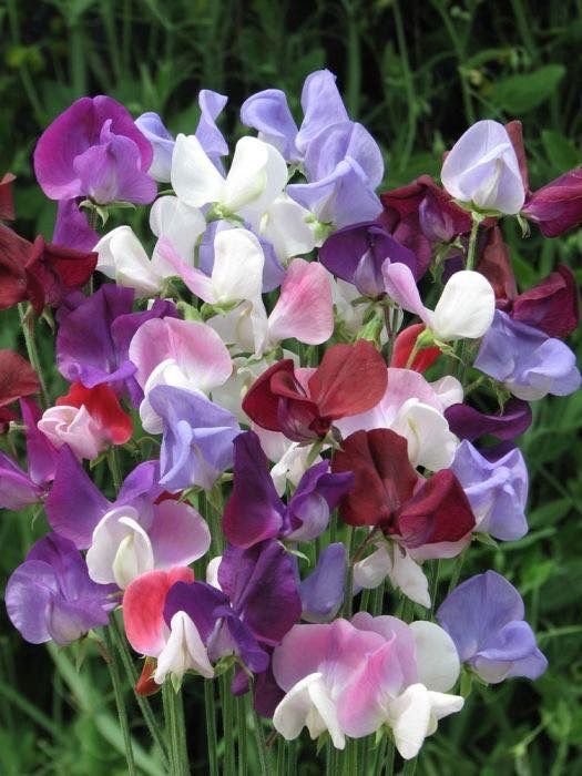 من أسمائها المتداولة: بسلة الزهور – البازلاء العطرية – بسلة الزينة – بسلة عطرية – Sweet Pea – Sweet Pea Flower – Garden Sweet Pea