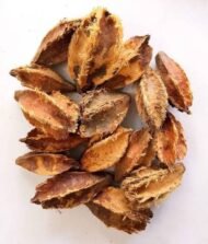 – Arjuna Tree – Arjun Tree – Arjun – Terminalia arjuna -من أسمائها المتداولة : الأرجون – شجرة الأرجون – أرجونا – أرژن