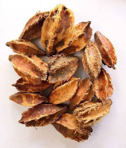 – Arjuna Tree – Arjun Tree – Arjun – Terminalia arjuna -من أسمائها المتداولة : الأرجون – شجرة الأرجون – أرجونا – أرژن