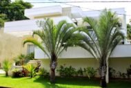 ⁦🌿بذور  نخيل المثلثه – Dypsis decaryi⁩ - الصورة ⁦3⁩