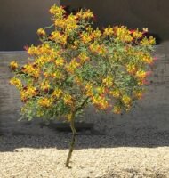 – Yellow Caesalpinia – Bird of Paradise Bush – Yellow Bird of Paradise – Poinciana gilliesii – Caesalpinia gilliesiiمن أسمائها المتداولة : سيسلبينا أصفر – سيسلبينا صفراء – شجرة طائر الجنة – شجيرة طائر الجنة – زهرة الطاووس الأصفر