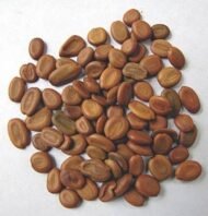 – Siris Tree – Woman’s Tongue Tree – East Indian Walnut – Lebbek Tree – Albizia lebbeckمن أسمائها المتداولة: لبخ ذقن الباشا – اللبخ – لبخ هندي – شجرة اللسان