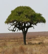– Gum Arabic Tree – Gum Acacia – Senegal Acacia – Hashab – Acacia senegalمن أسمائها المتداولة: الصمغ العربي – السنط السنغالي – السنط السوداني – شجرة الصمغ العربي – السنط الهشاب – هشاب