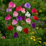 من أسمائها المتداولة: بسلة الزهور – البازلاء العطرية – بسلة الزينة – بسلة عطرية – Sweet Pea – Sweet Pea Flower – Garden Sweet Pea