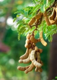 – Tamarind – Tamarind Treeمن أسمائها المتداولة: تمر هندي – تمر هندي أفريقي