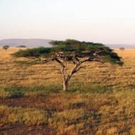 – Gum Arabic Tree – Gum Acacia – Senegal Acacia – Hashab – Acacia senegalمن أسمائها المتداولة: الصمغ العربي – السنط السنغالي – السنط السوداني – شجرة الصمغ العربي – السنط الهشاب – هشاب