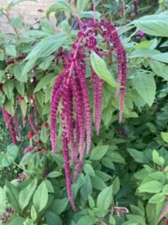 من أسمائها المتداولة: أمارنتس – القطيفة – قطيفة الزهور – أمارانث – Amaranth – Love-lies-bleeding – Joseph’s Coat – Globe Amaranth، حسب النوع والصنف