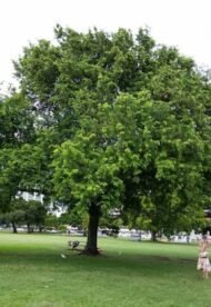 – Tamarind – Tamarind Treeمن أسمائها المتداولة: تمر هندي – تمر هندي أفريقي