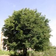– Tamarind – Tamarind Treeمن أسمائها المتداولة: تمر هندي – تمر هندي أفريقي