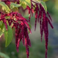 من أسمائها المتداولة: أمارنتس – القطيفة – قطيفة الزهور – أمارانث – Amaranth – Love-lies-bleeding – Joseph’s Coat – Globe Amaranth، حسب النوع والصنف