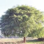 – Tamarind – Tamarind Treeمن أسمائها المتداولة: تمر هندي – تمر هندي أفريقي