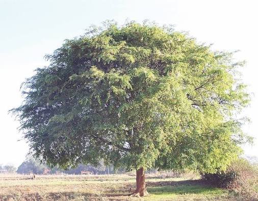 – Tamarind – Tamarind Treeمن أسمائها المتداولة: تمر هندي – تمر هندي أفريقي