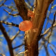 – Gum Arabic Tree – Gum Acacia – Senegal Acacia – Hashab – Acacia senegalمن أسمائها المتداولة: الصمغ العربي – السنط السنغالي – السنط السوداني – شجرة الصمغ العربي – السنط الهشاب – هشاب