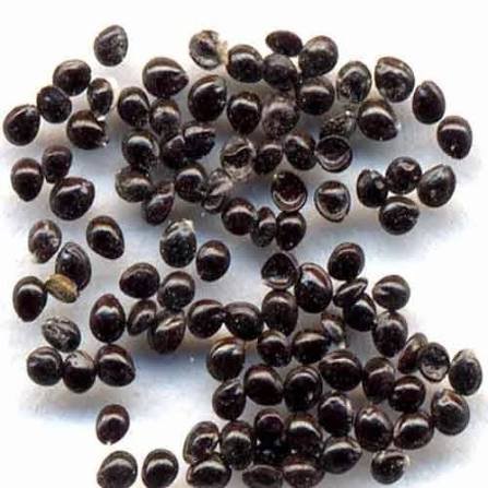 من أسمائها المتداولة: أمارنتس – القطيفة – قطيفة الزهور – أمارانث – Amaranth – Love-lies-bleeding – Joseph’s Coat – Globe Amaranth، حسب النوع والصنف