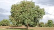 – Tamarind – Tamarind Treeمن أسمائها المتداولة: تمر هندي – تمر هندي أفريقي