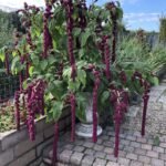 من أسمائها المتداولة: أمارنتس – القطيفة – قطيفة الزهور – أمارانث – Amaranth – Love-lies-bleeding – Joseph’s Coat – Globe Amaranth، حسب النوع والصنف