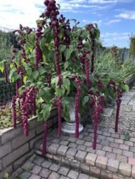 من أسمائها المتداولة: أمارنتس – القطيفة – قطيفة الزهور – أمارانث – Amaranth – Love-lies-bleeding – Joseph’s Coat – Globe Amaranth، حسب النوع والصنف