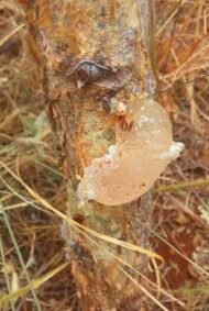 – Gum Arabic Tree – Gum Acacia – Senegal Acacia – Hashab – Acacia senegalمن أسمائها المتداولة: الصمغ العربي – السنط السنغالي – السنط السوداني – شجرة الصمغ العربي – السنط الهشاب – هشاب