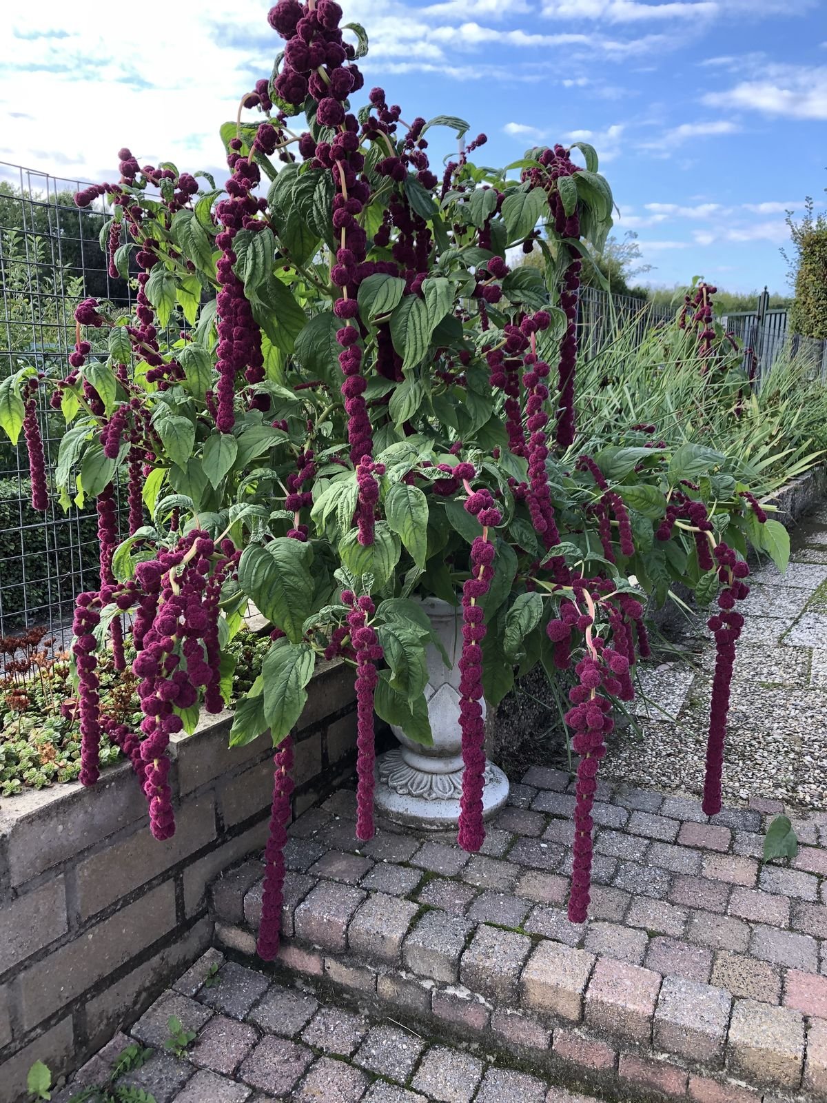 من أسمائها المتداولة: أمارنتس – القطيفة – قطيفة الزهور – أمارانث – Amaranth – Love-lies-bleeding – Joseph’s Coat – Globe Amaranth، حسب النوع والصنف
