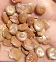– Gum Arabic Tree – Gum Acacia – Senegal Acacia – Hashab – Acacia senegalمن أسمائها المتداولة: الصمغ العربي – السنط السنغالي – السنط السوداني – شجرة الصمغ العربي – السنط الهشاب – هشاب