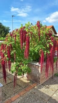 من أسمائها المتداولة: أمارنتس – القطيفة – قطيفة الزهور – أمارانث – Amaranth – Love-lies-bleeding – Joseph’s Coat – Globe Amaranth، حسب النوع والصنف