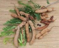 – Tamarind – Tamarind Treeمن أسمائها المتداولة: تمر هندي – تمر هندي أفريقي
