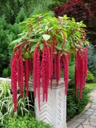 من أسمائها المتداولة: أمارنتس – القطيفة – قطيفة الزهور – أمارانث – Amaranth – Love-lies-bleeding – Joseph’s Coat – Globe Amaranth، حسب النوع والصنف